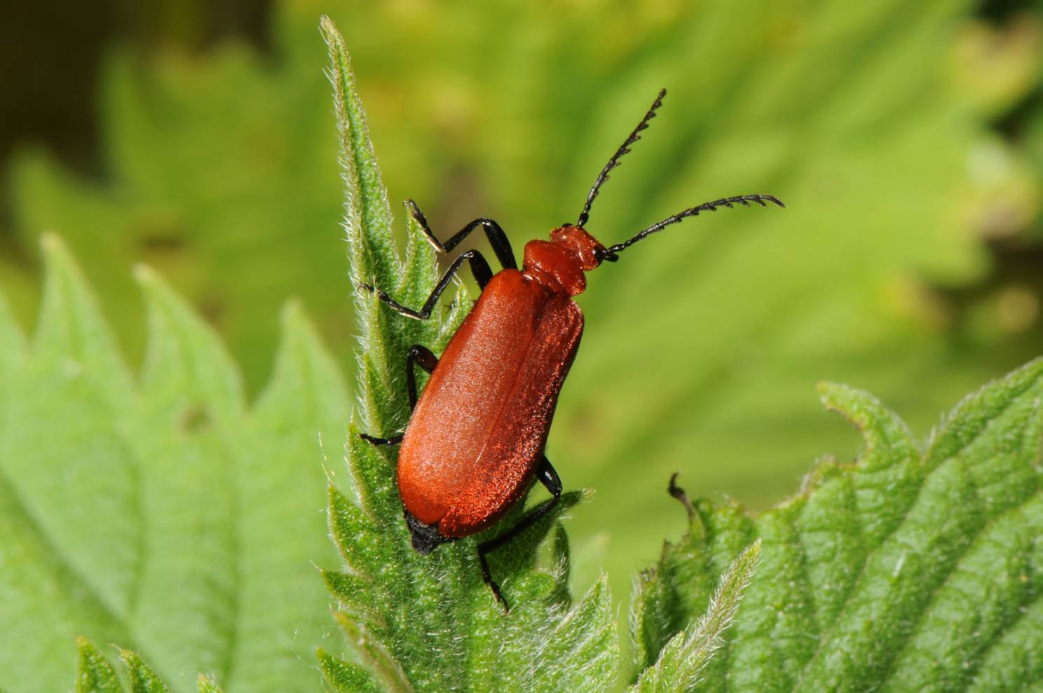 A red bug on a leaf

Description automatically generated with low confidence