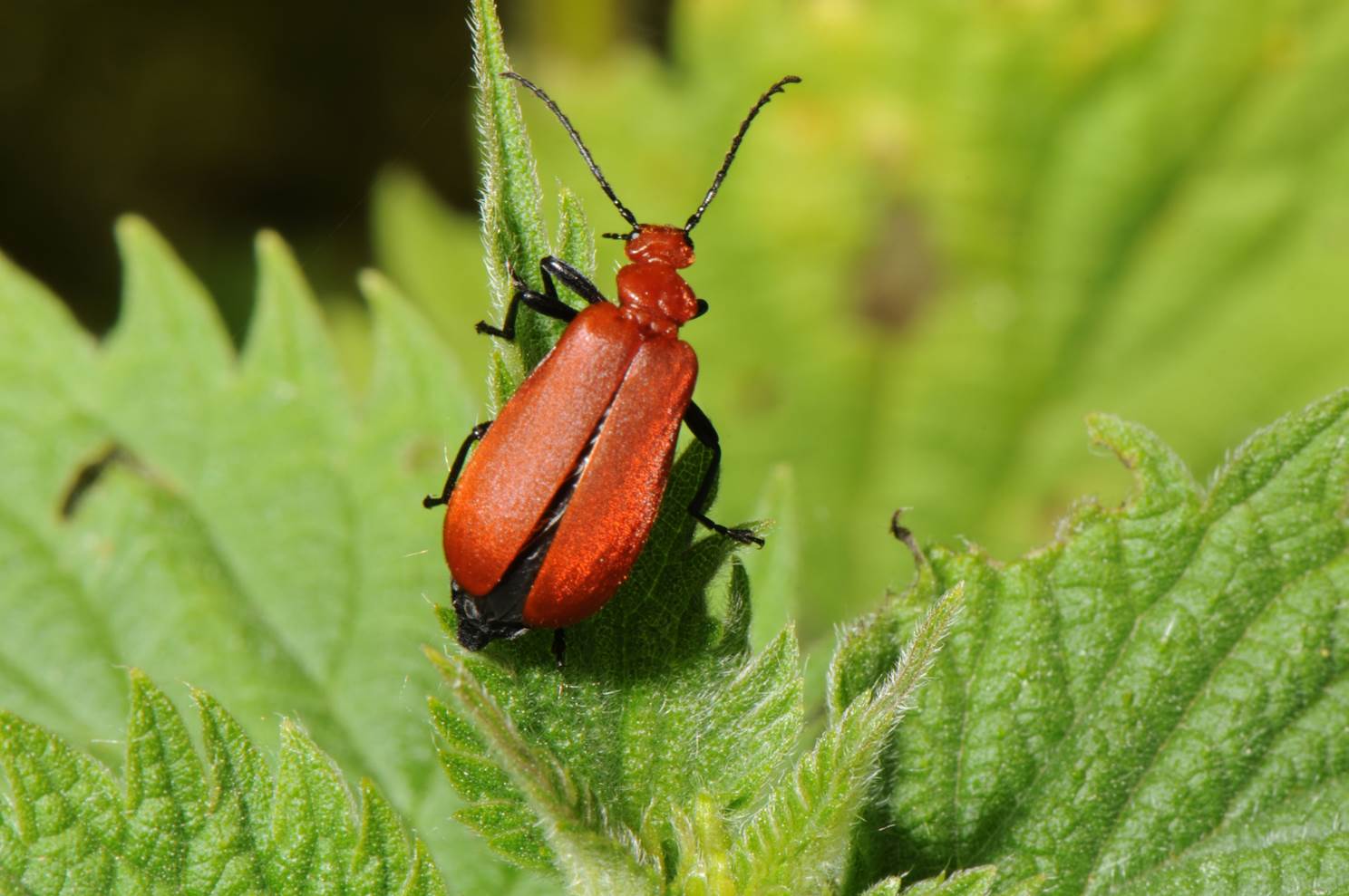 A red and black bug on a leaf

Description automatically generated with low confidence