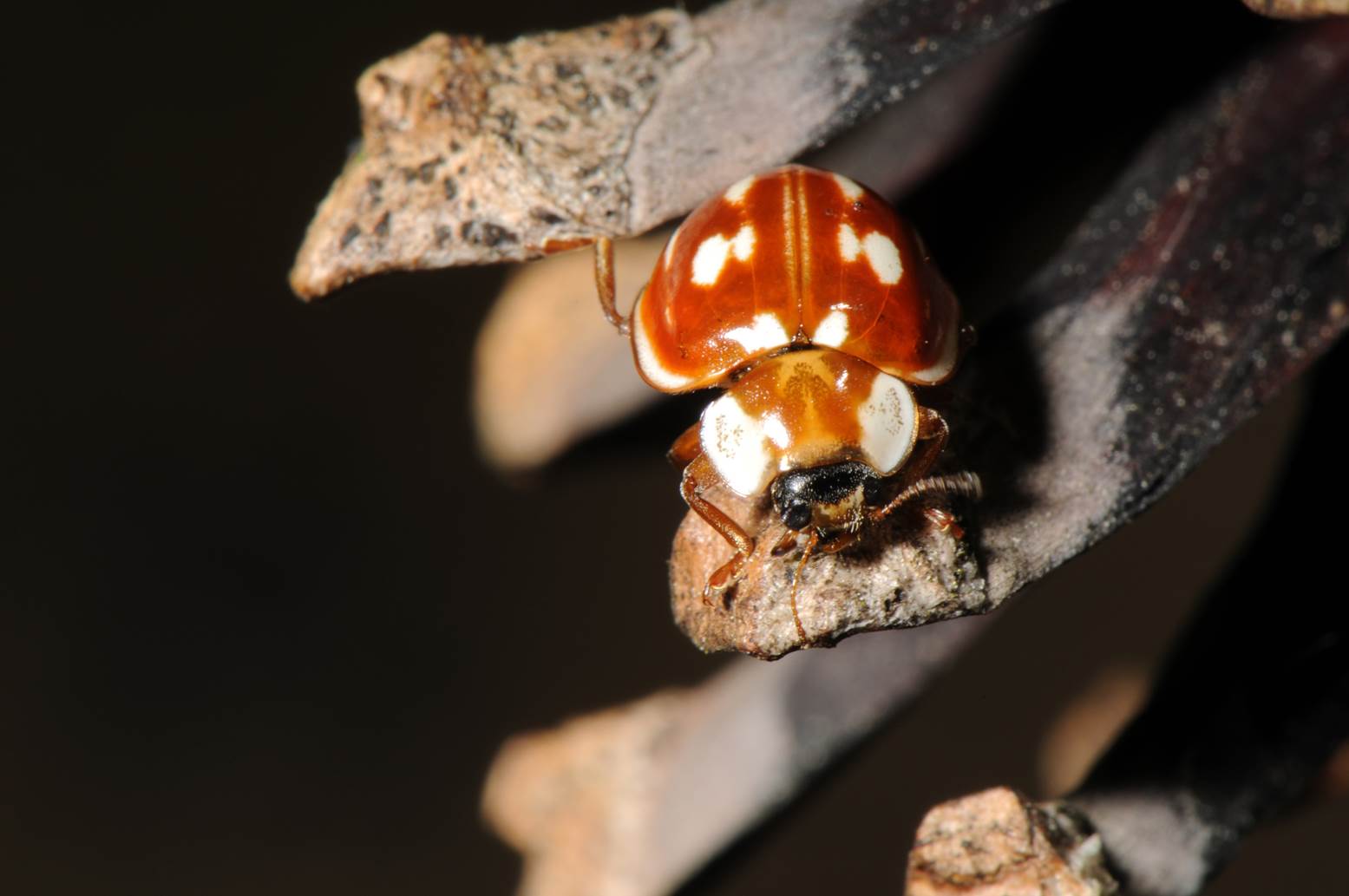 A ladybug on a leaf

Description automatically generated with medium confidence