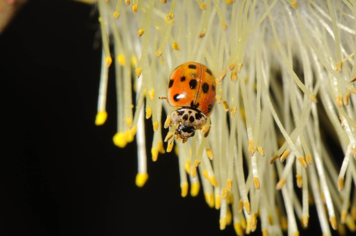 A ladybug on a flower

Description automatically generated