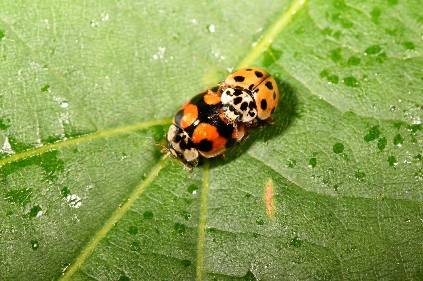 A ladybug on a leaf

Description automatically generated