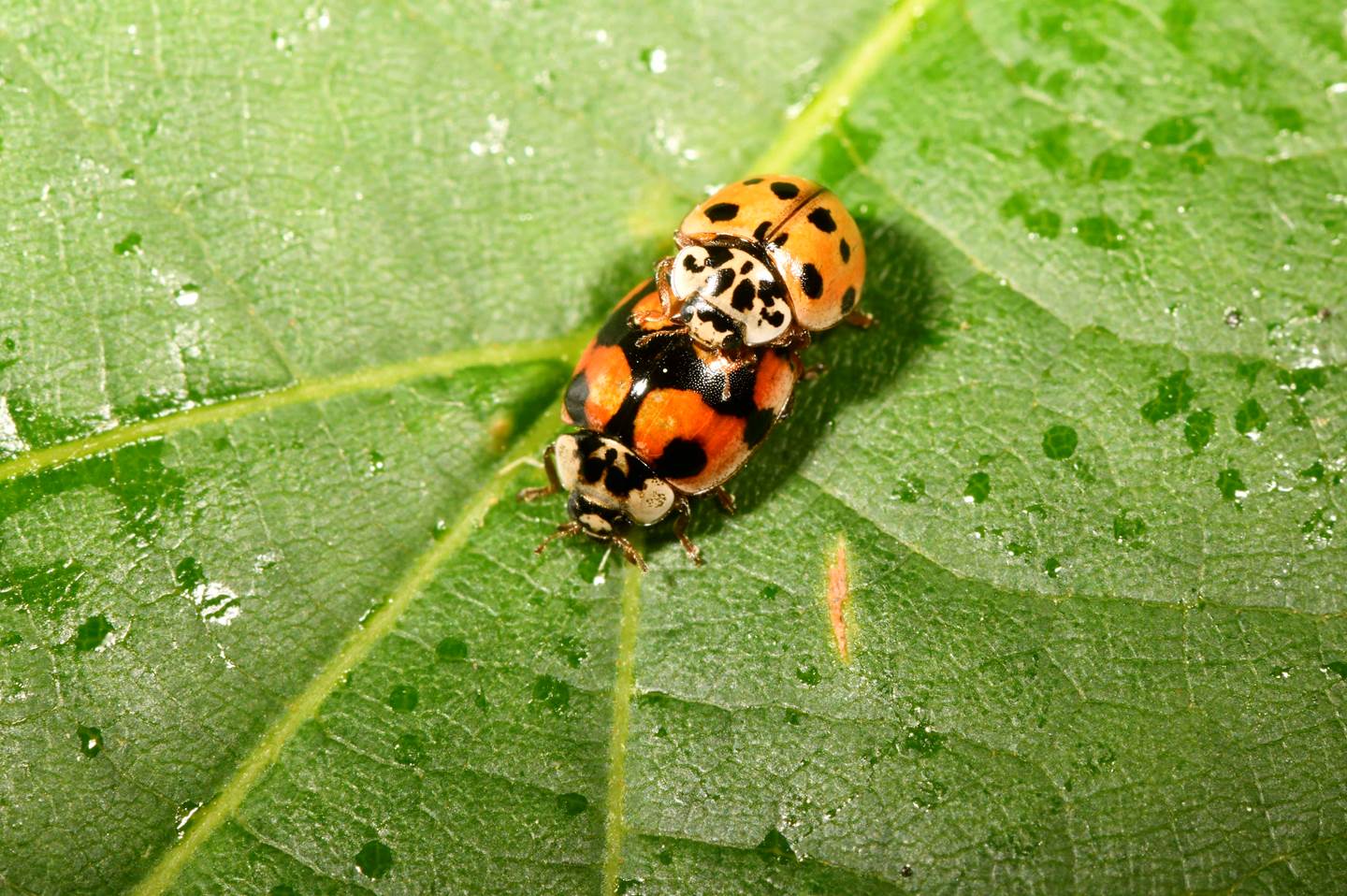 A ladybug on a leaf

Description automatically generated