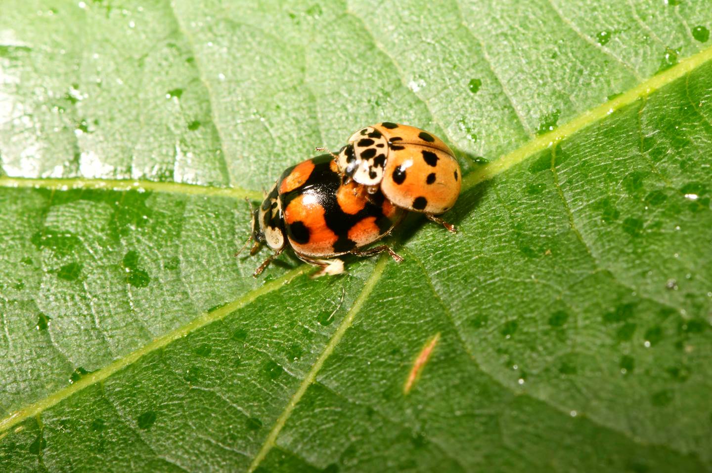A ladybugs on a leaf

Description automatically generated