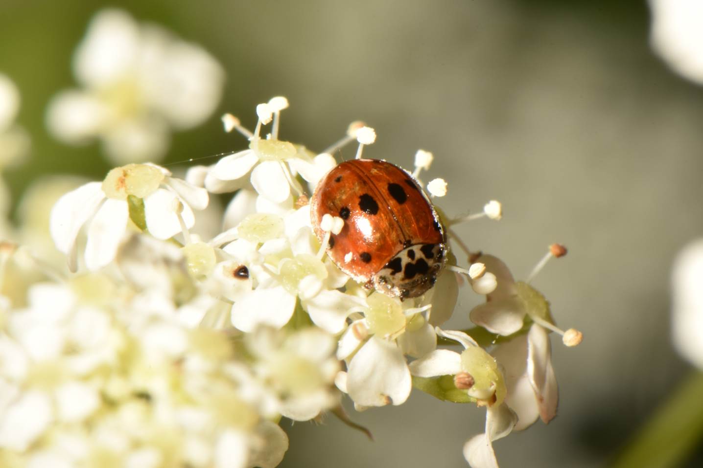 A ladybug on a flower

Description automatically generated
