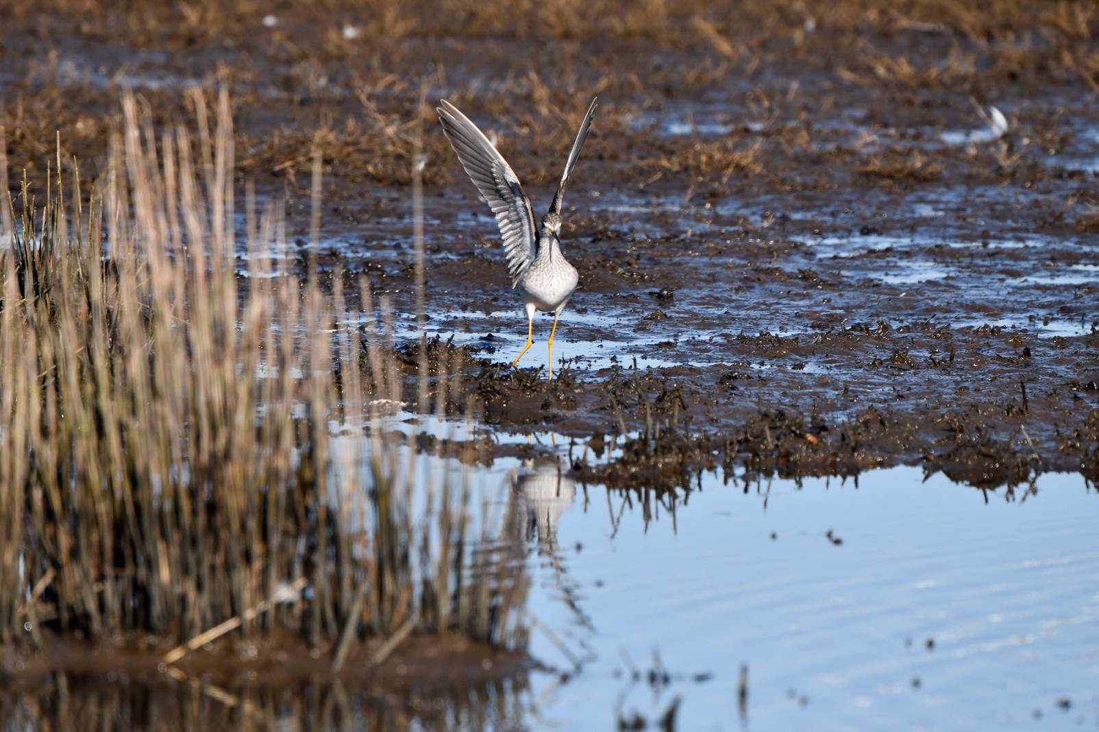 A bird standing in a marsh

Description automatically generated