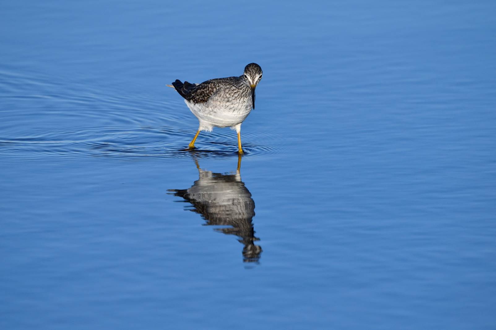 A bird standing in water

Description automatically generated