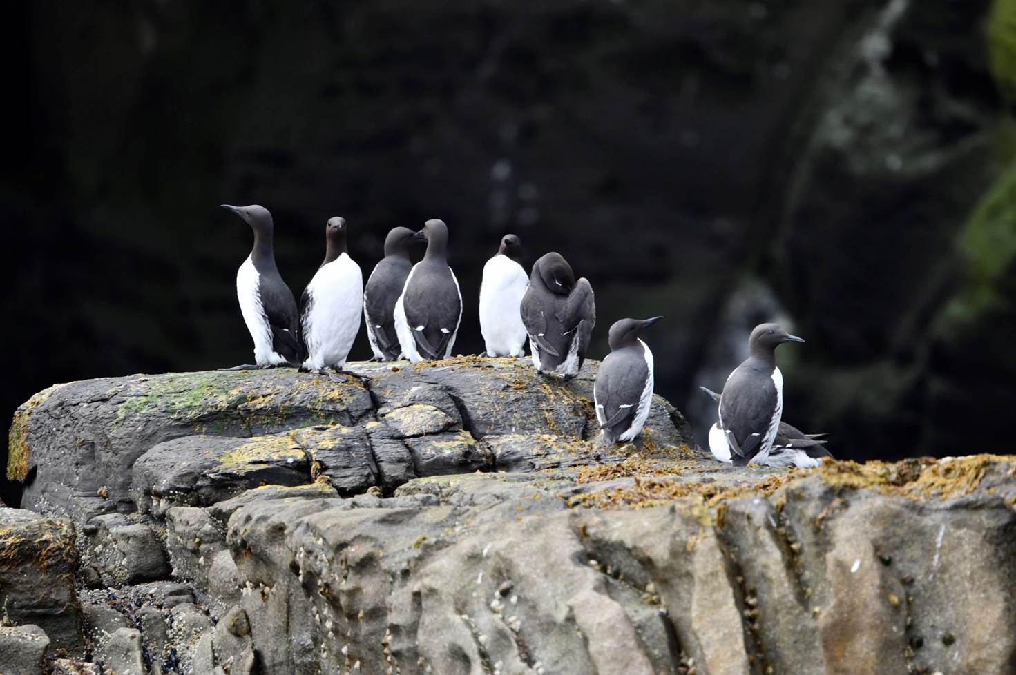 A group of penguins on a rock

Description automatically generated