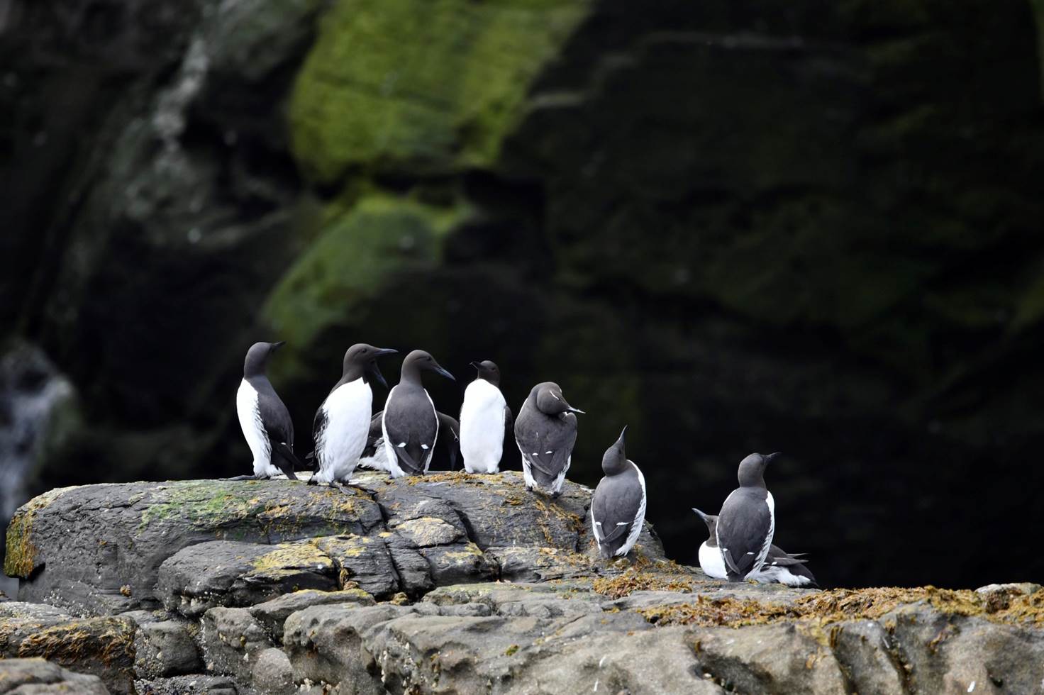 A group of penguins on a rock

Description automatically generated