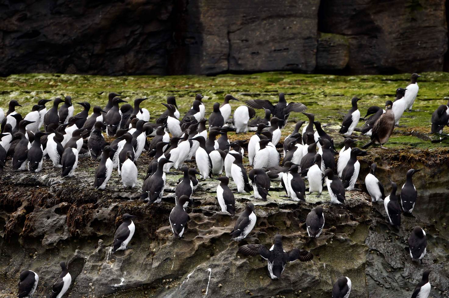 A large group of penguins

Description automatically generated