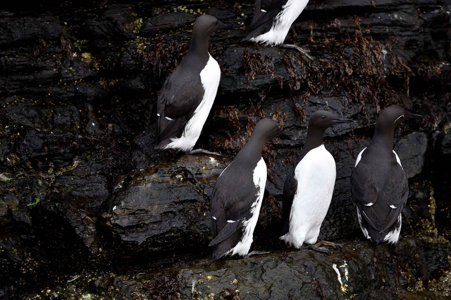 A group of penguins on a rock

Description automatically generated with medium confidence