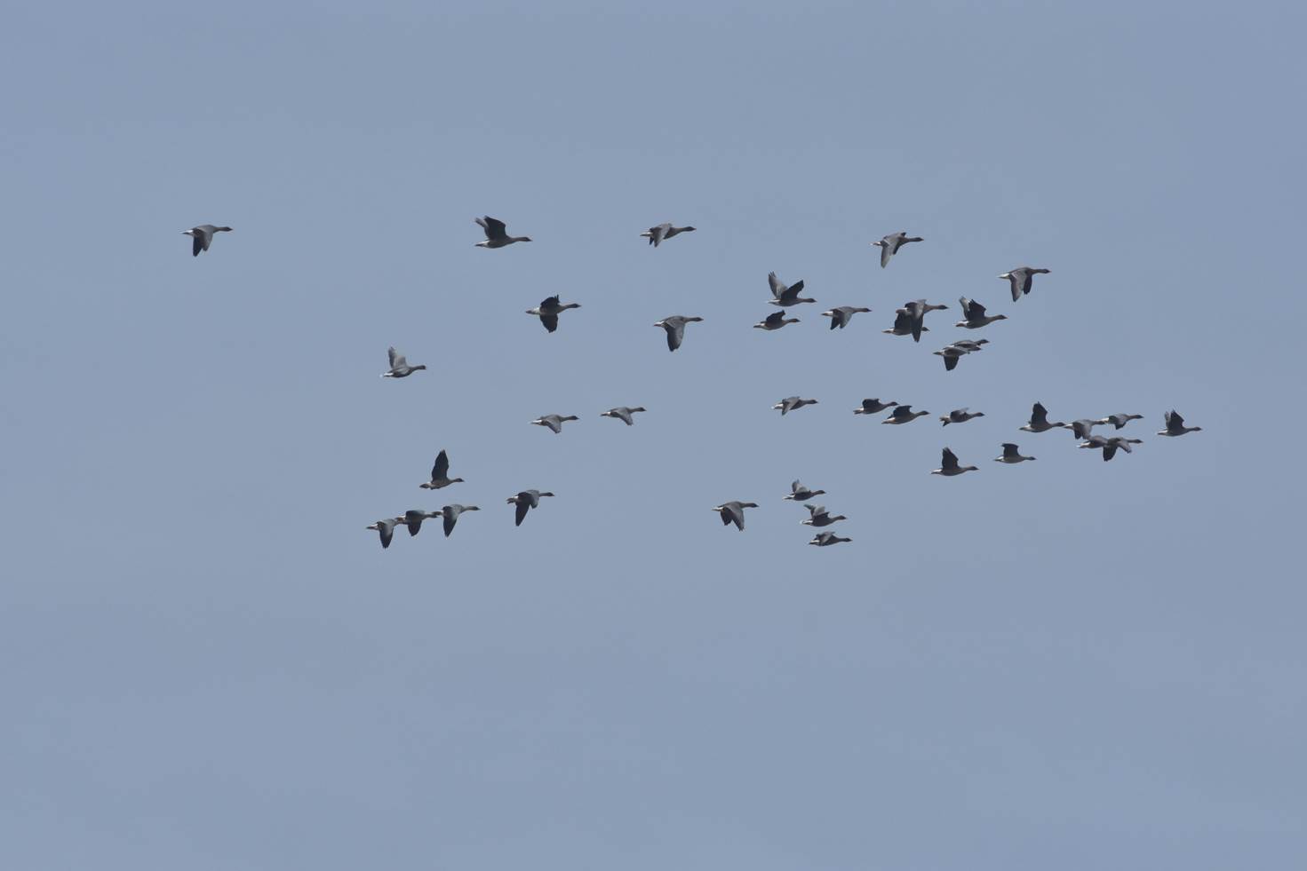 A flock of birds flying in the sky

Description automatically generated