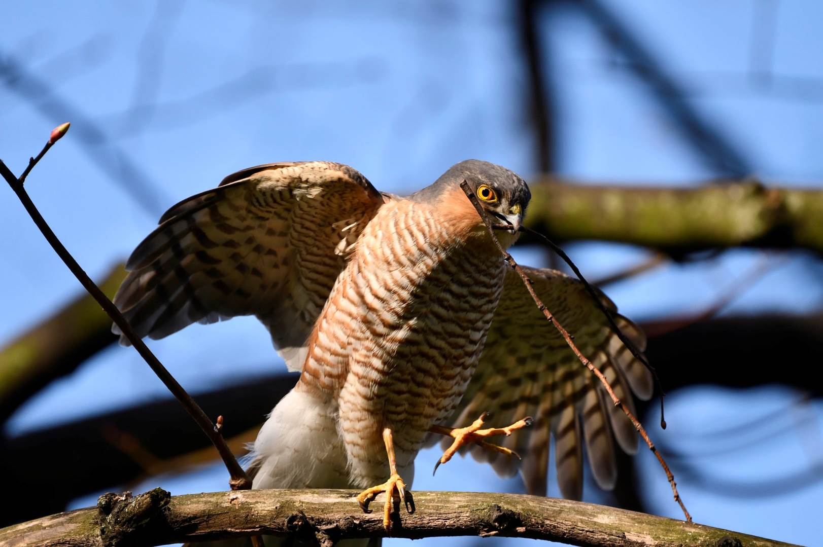 A hawk perched on a tree branch

Description automatically generated