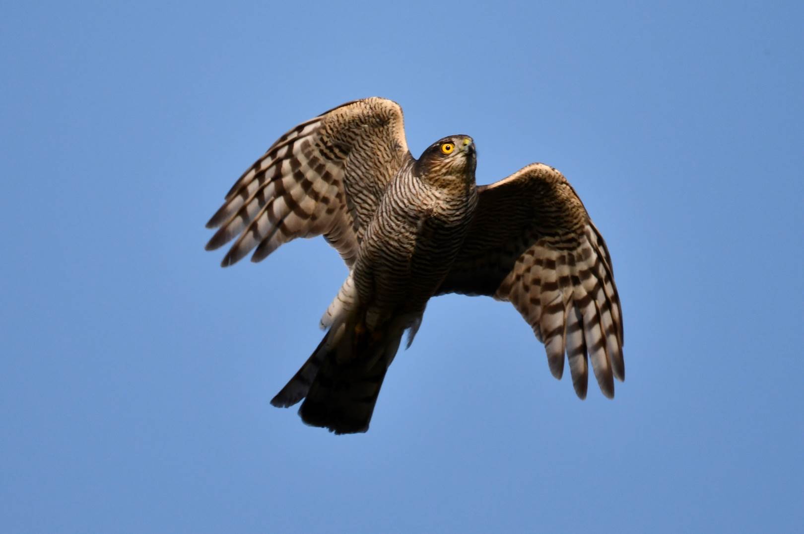 A hawk flying in the sky

Description automatically generated