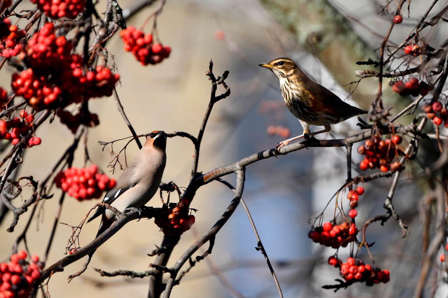 A bird on a branch with berries

Description automatically generated
