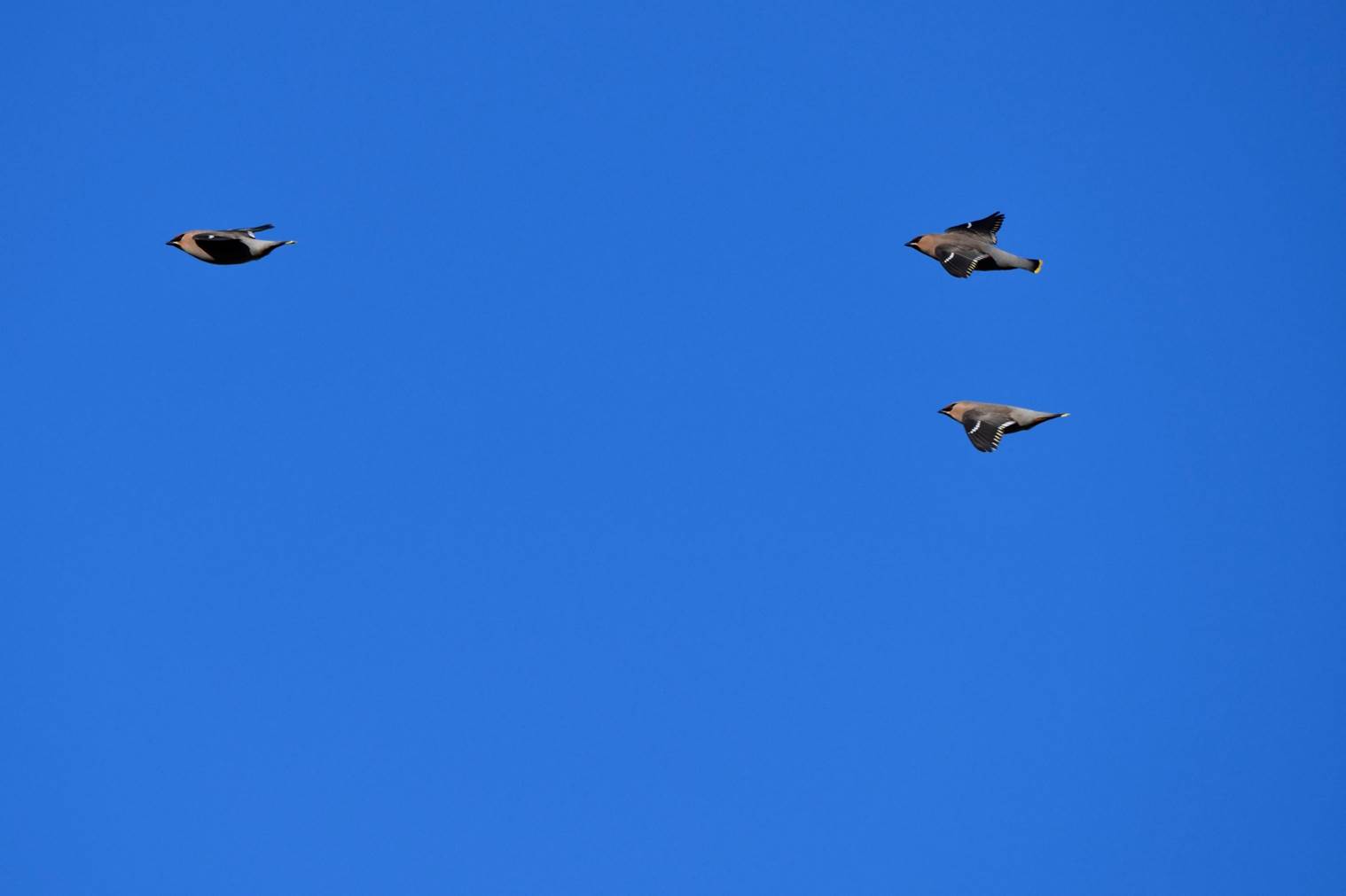 A group of birds flying in the sky

Description automatically generated