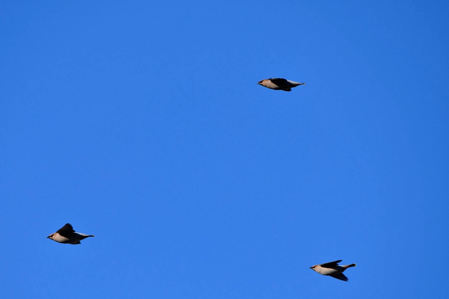 A group of birds flying in the sky

Description automatically generated