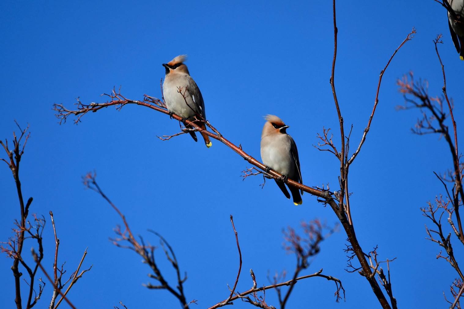 Birds sitting on a branch

Description automatically generated