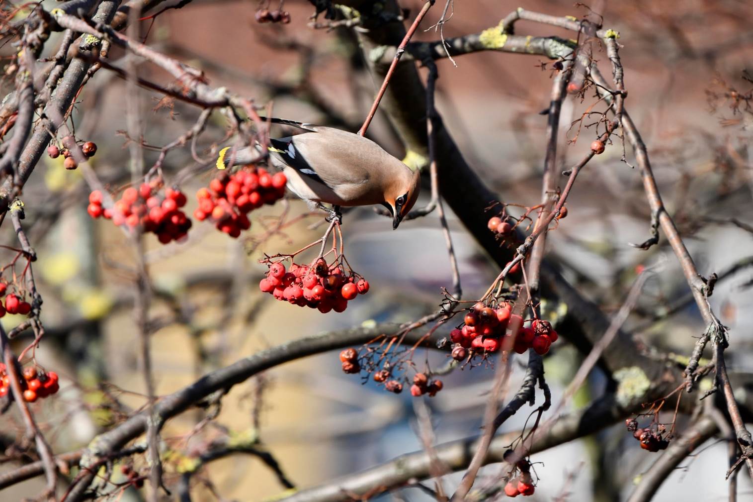 A bird on a tree branch with berries

Description automatically generated