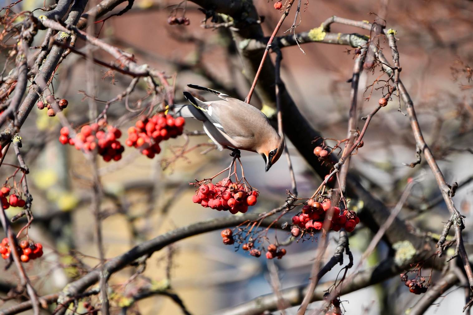 A bird on a tree branch with berries

Description automatically generated