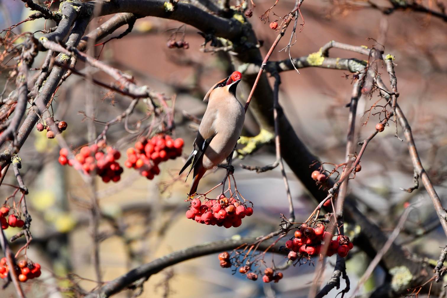 A bird on a branch with berries

Description automatically generated