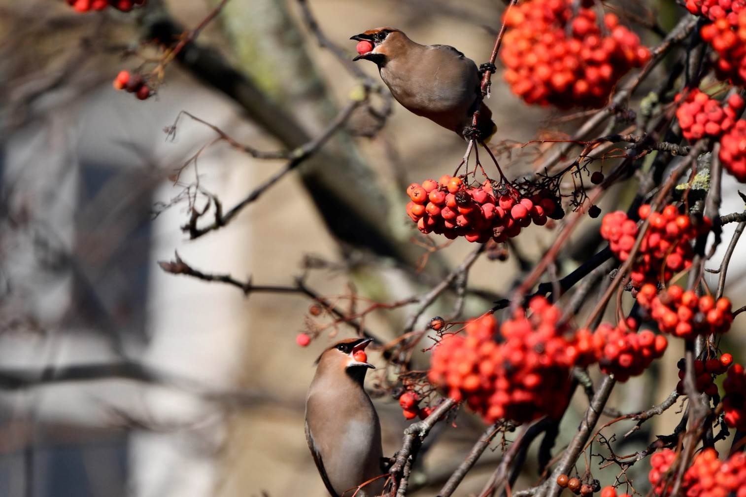 Birds on a tree with berries

Description automatically generated