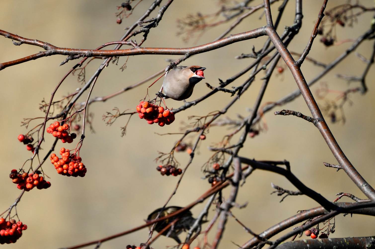 A bird eating berries on a tree

Description automatically generated