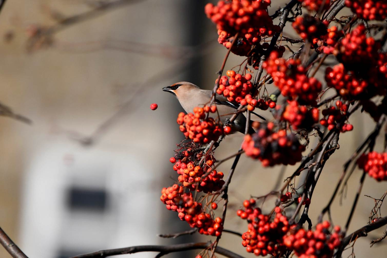 A bird on a tree with berries

Description automatically generated