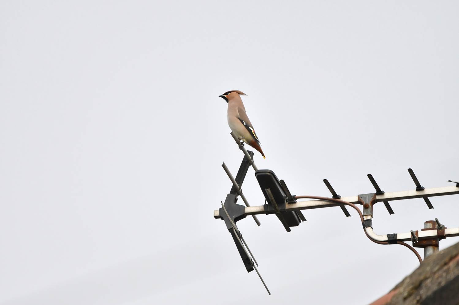 A bird perched on a antenna

Description automatically generated