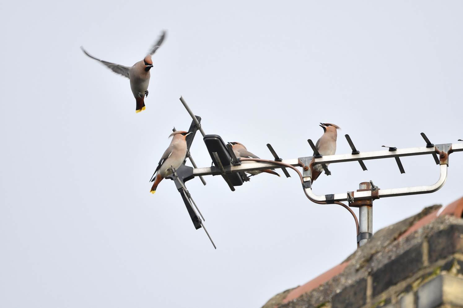 Birds flying birds on a antenna

Description automatically generated