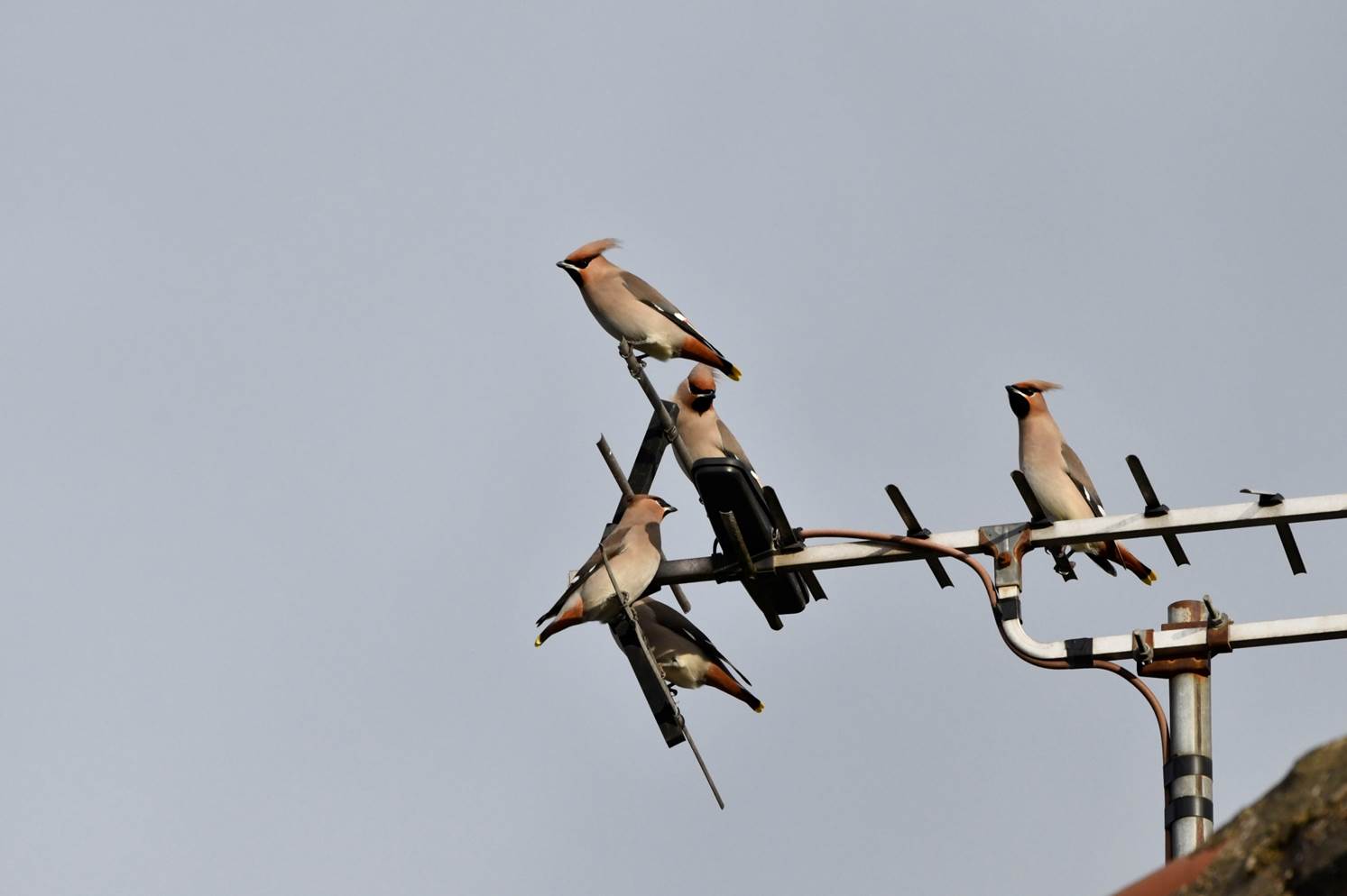 A group of birds on a antenna

Description automatically generated