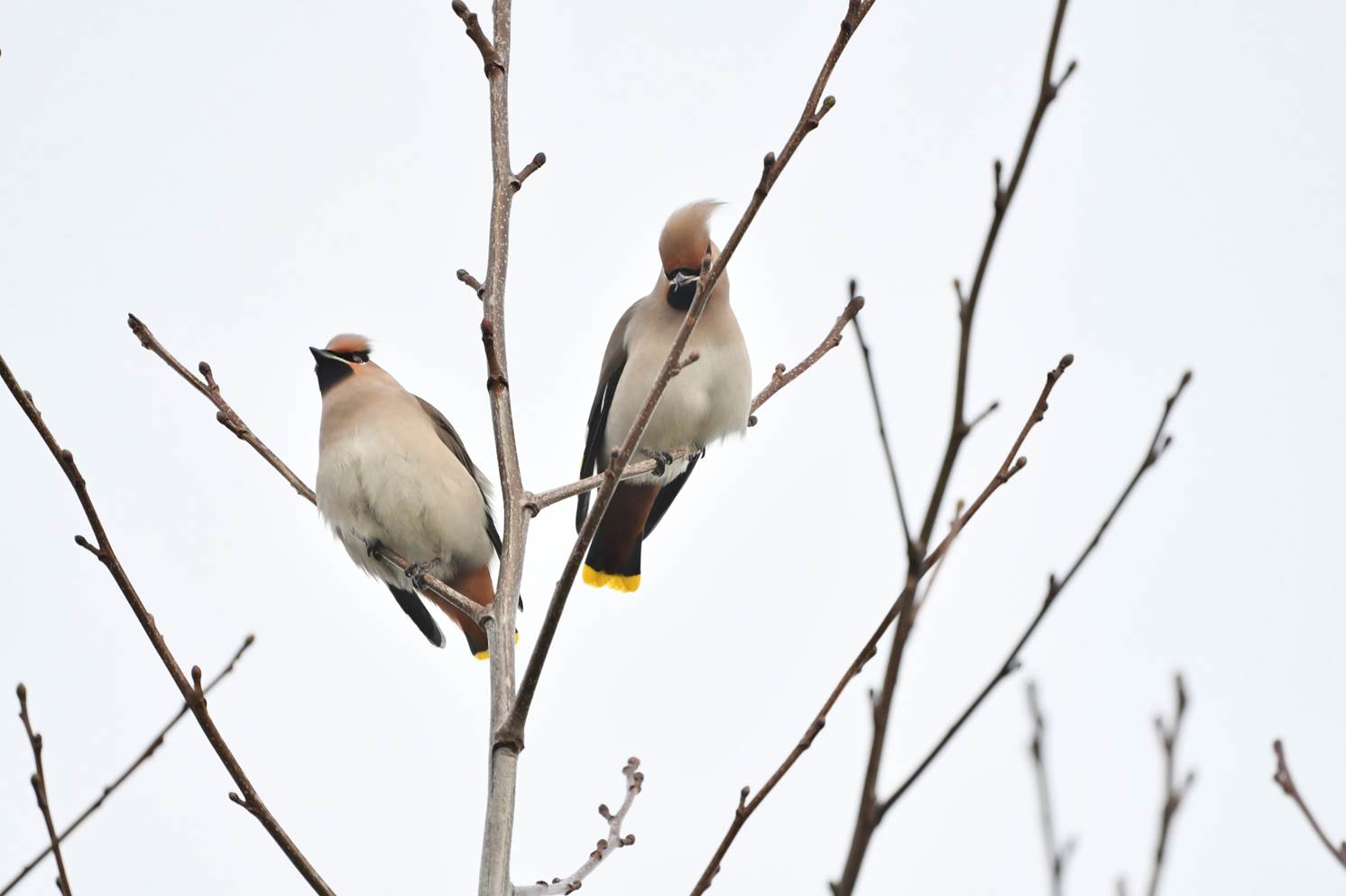 Birds sitting on a tree branch

Description automatically generated