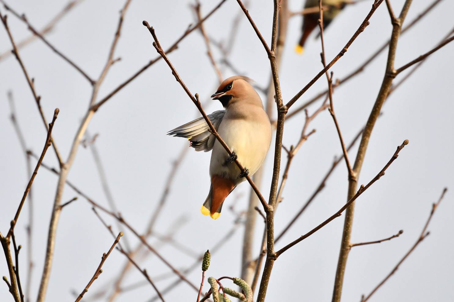 A bird sitting on a tree branch

Description automatically generated