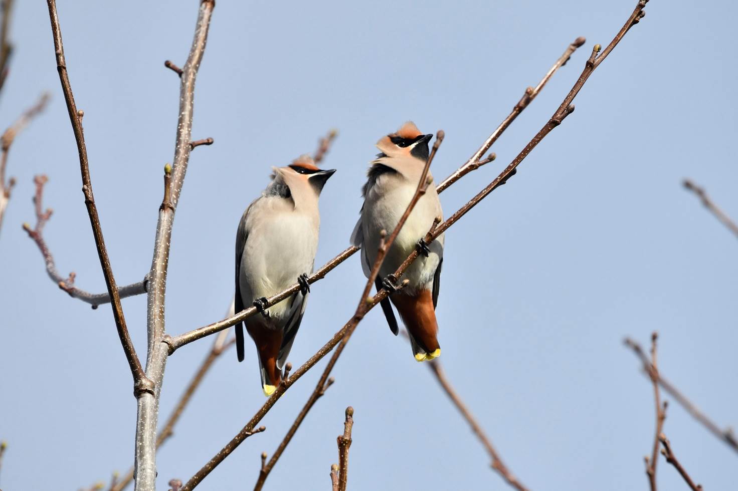 Two birds sitting on a branch

Description automatically generated