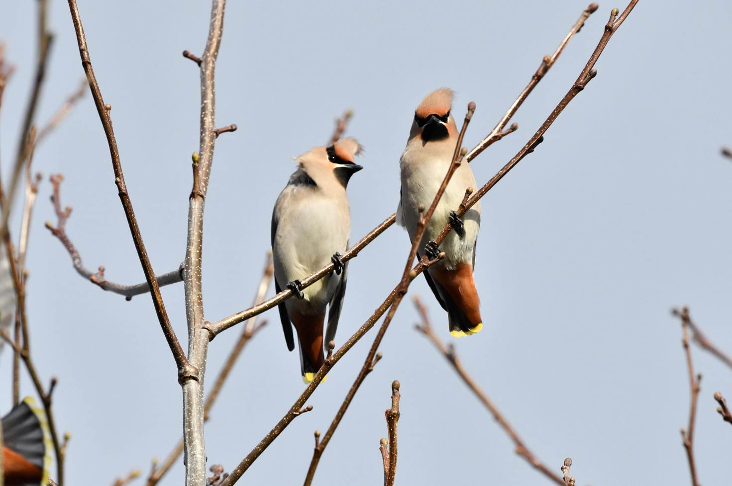 Two birds sitting on a branch

Description automatically generated