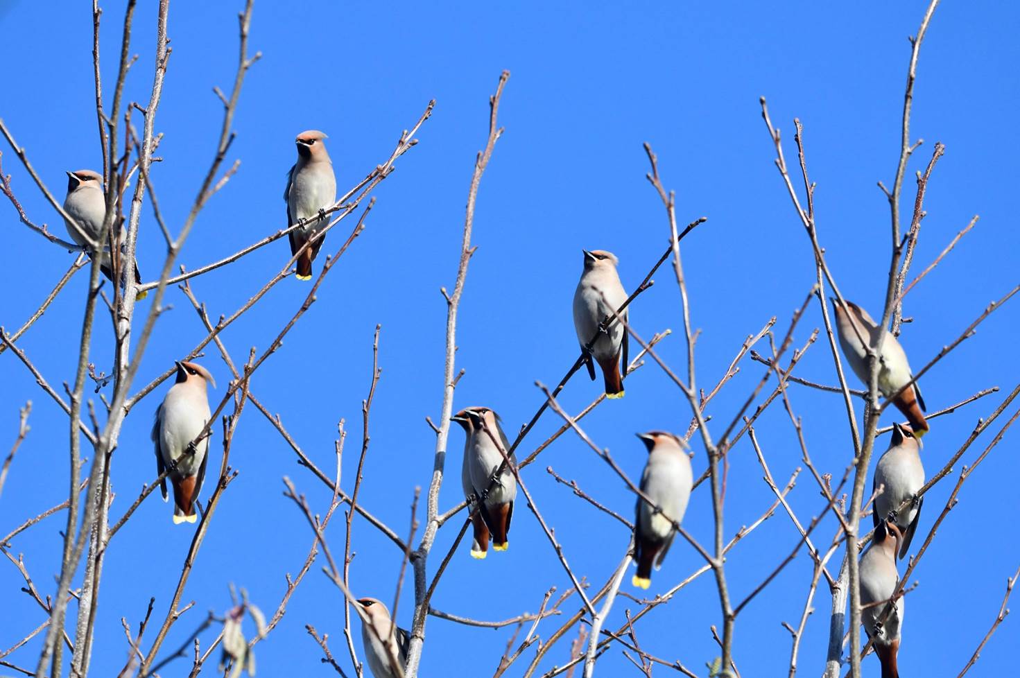 A group of birds sitting on branches

Description automatically generated