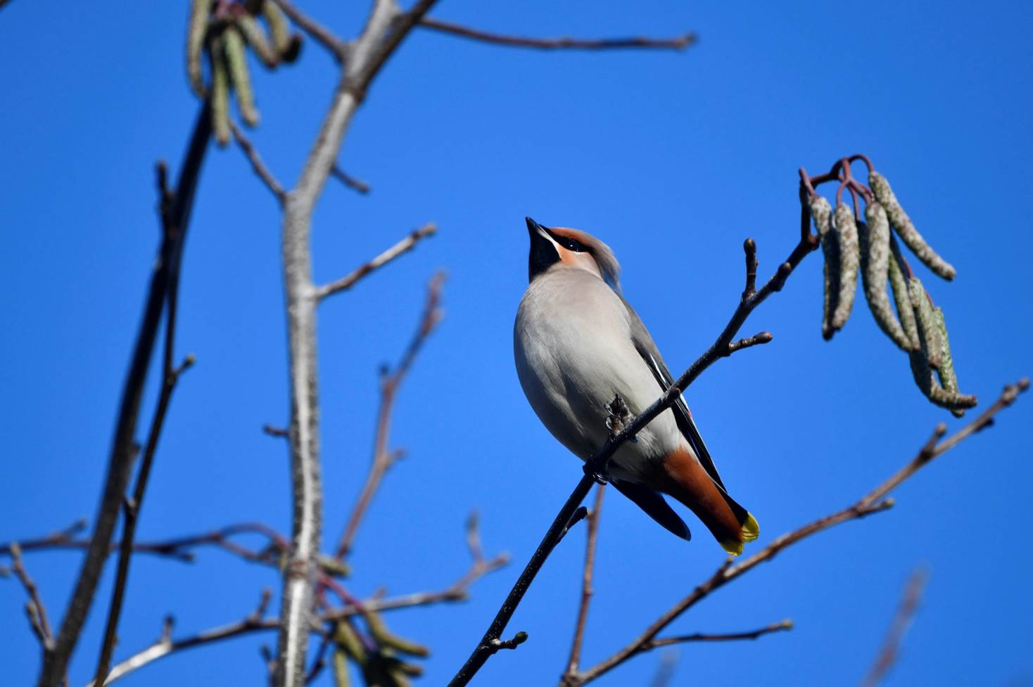 A bird perched on a branch

Description automatically generated