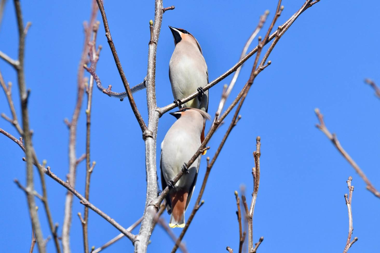 Two birds sitting on a tree branch

Description automatically generated
