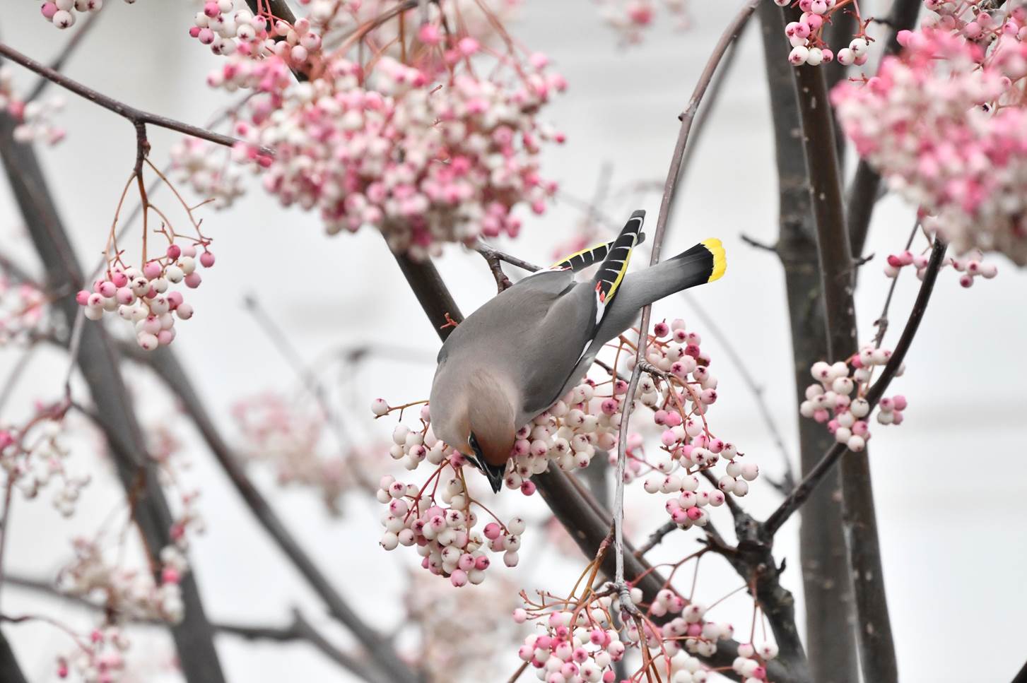 A bird on a tree branch with pink flowers

Description automatically generated