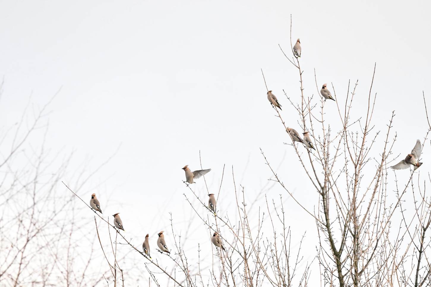 A group of birds sitting on a tree branch

Description automatically generated