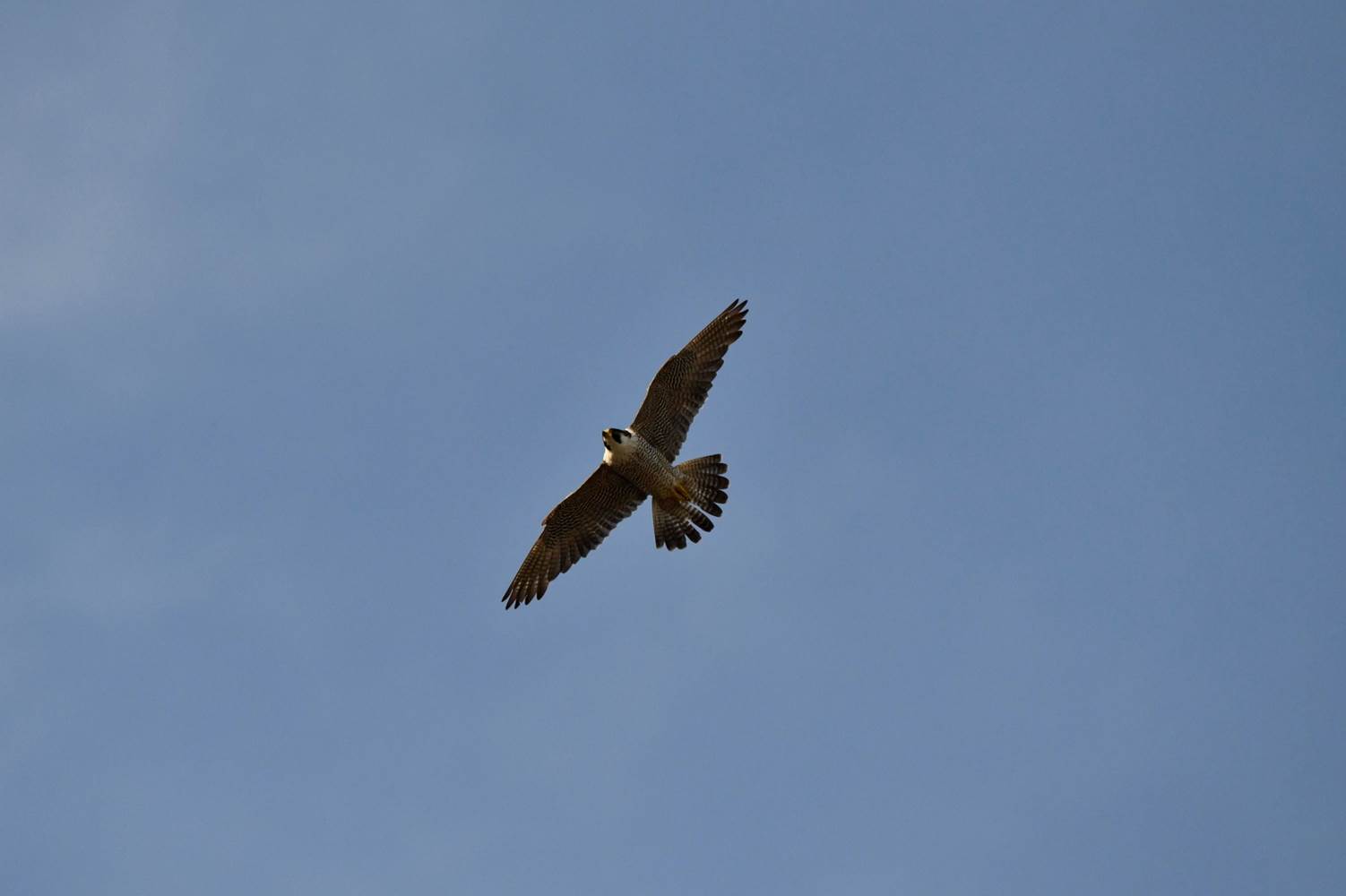 A hawk flying in the sky

Description automatically generated