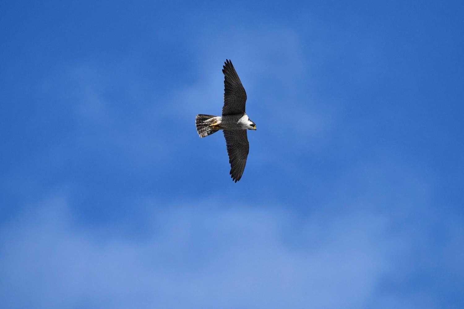 A hawk flying in the sky

Description automatically generated