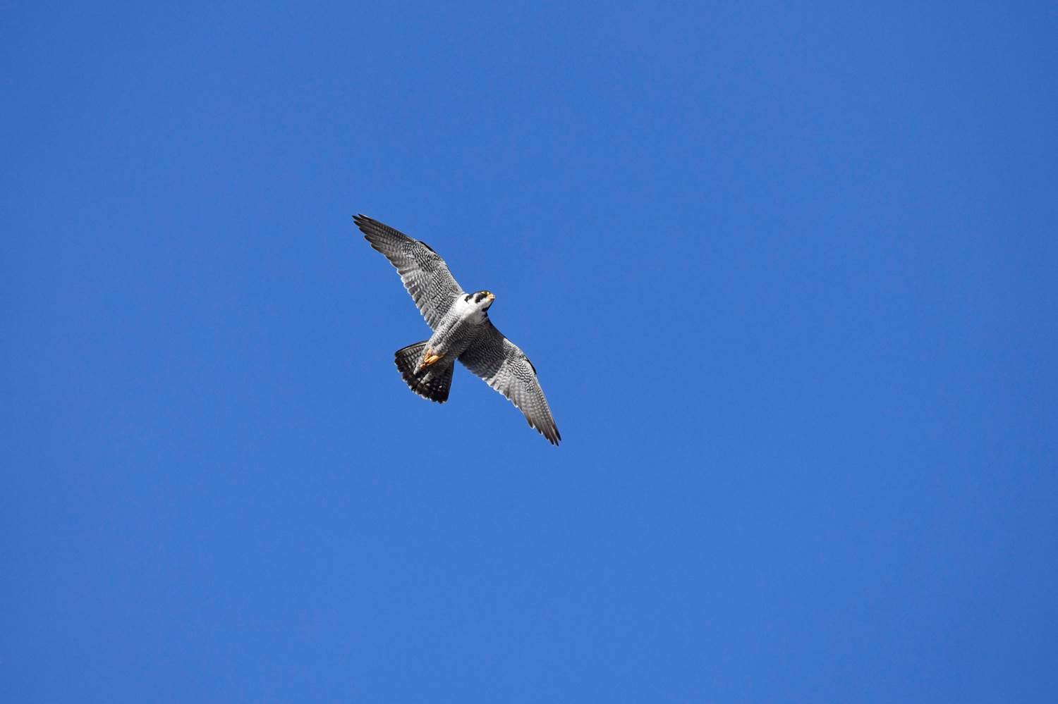A hawk flying in the sky

Description automatically generated with medium confidence