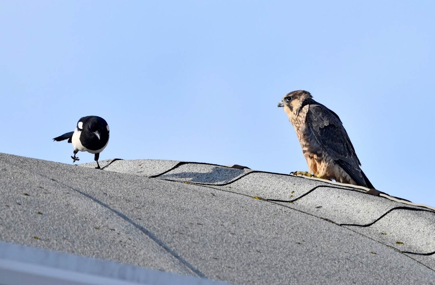 Two birds on a roof

Description automatically generated with medium confidence