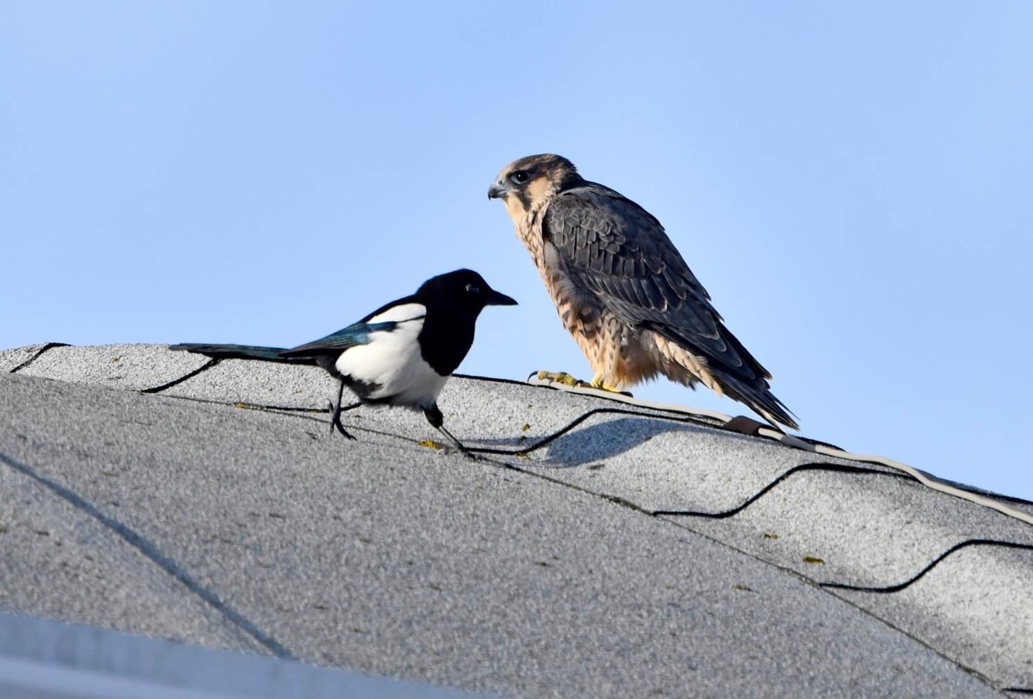 A couple of birds on a roof

Description automatically generated with medium confidence