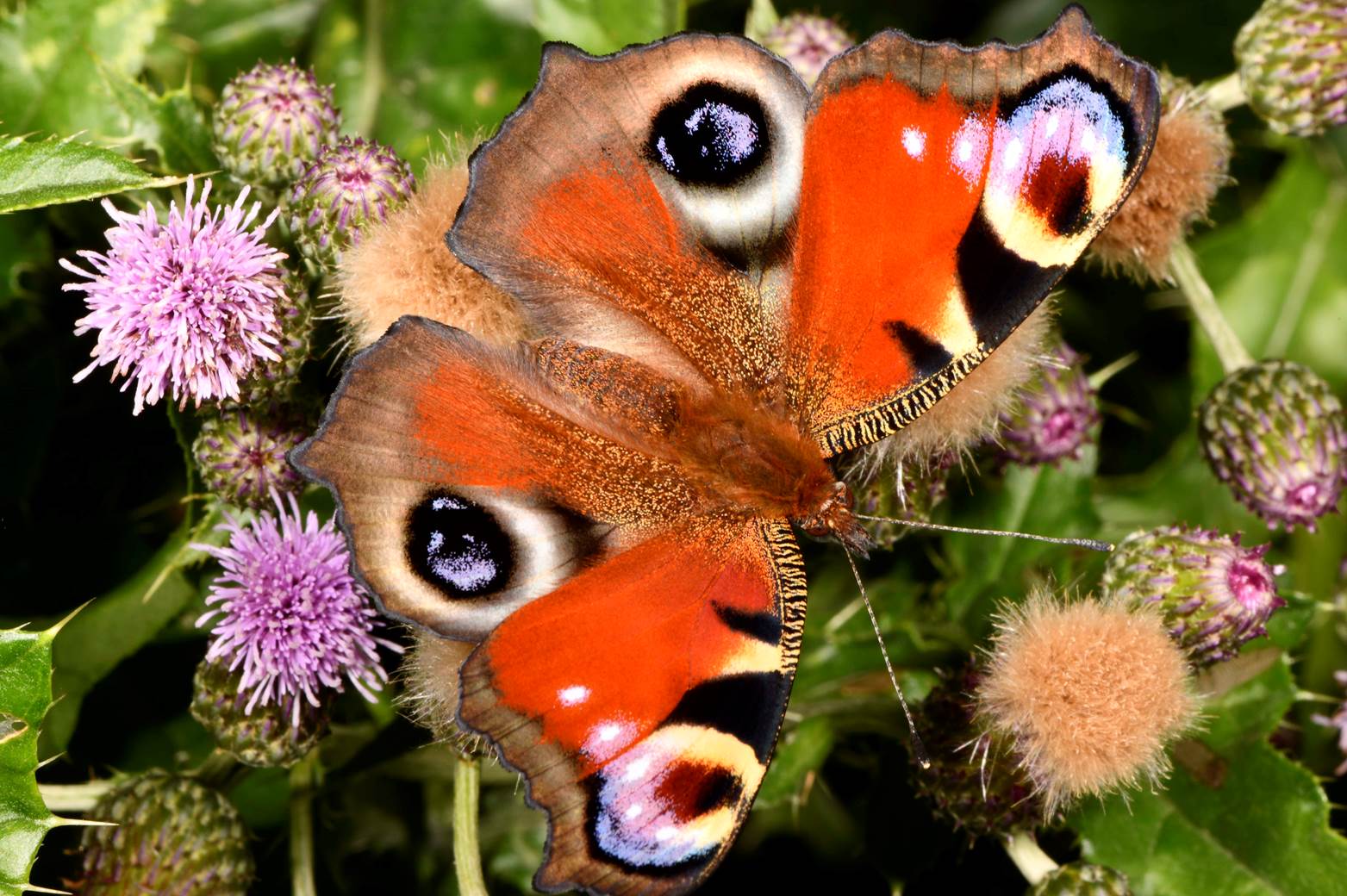 A butterfly on a flower

Description automatically generated with medium confidence