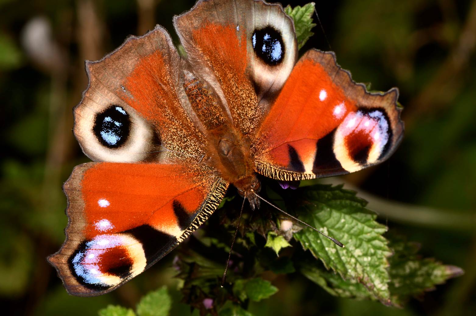 A close up of a butterfly

Description automatically generated with low confidence