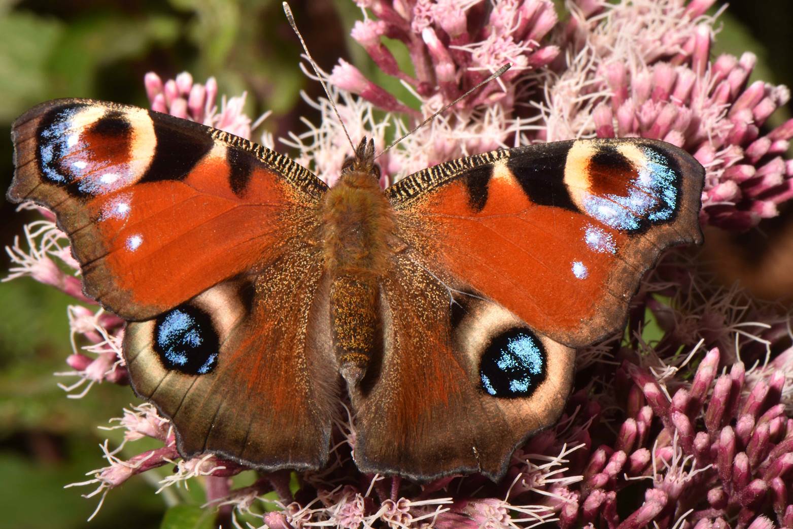 A butterfly on a flower

Description automatically generated with medium confidence