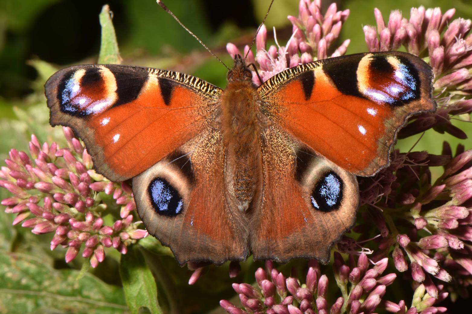 A close up of a butterfly

Description automatically generated with medium confidence