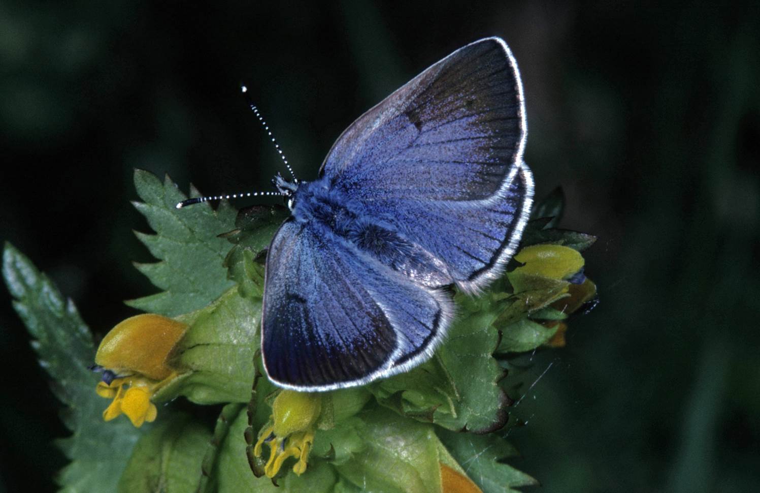 A butterfly on a plant

Description automatically generated with medium confidence