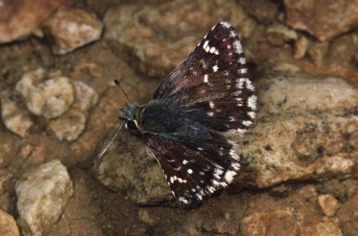 A moth on a rock

Description automatically generated with medium confidence